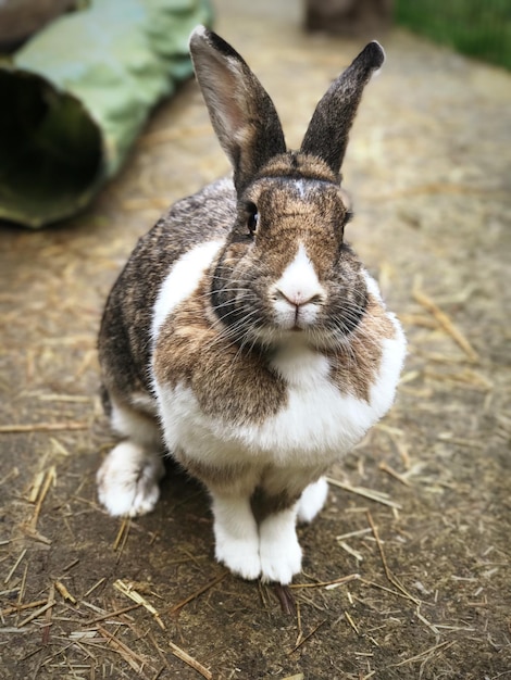 Close-up portret van een konijn