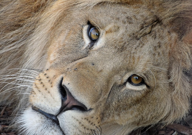 Foto close-up portret van een leeuw die buiten rust