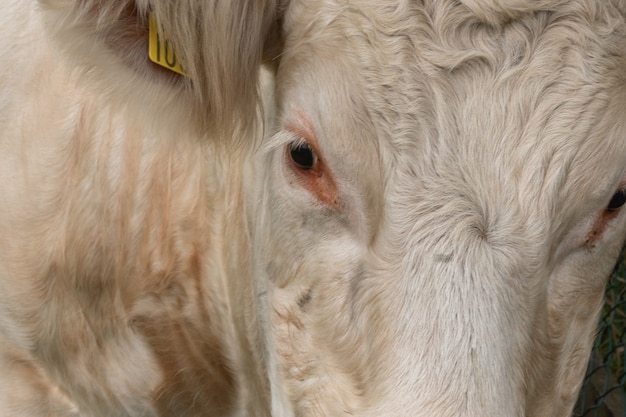 Close-up portret van een lieve witte koe die in de camera kijkt