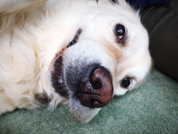 Foto close-up portret van een liggende hond