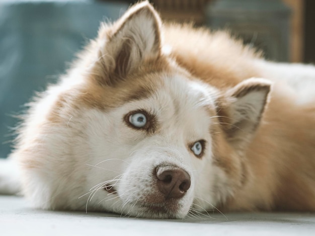 Close-up portret van een liggende hond