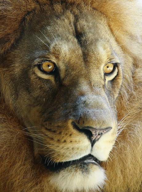Close-up portret van een mannelijke leeuw