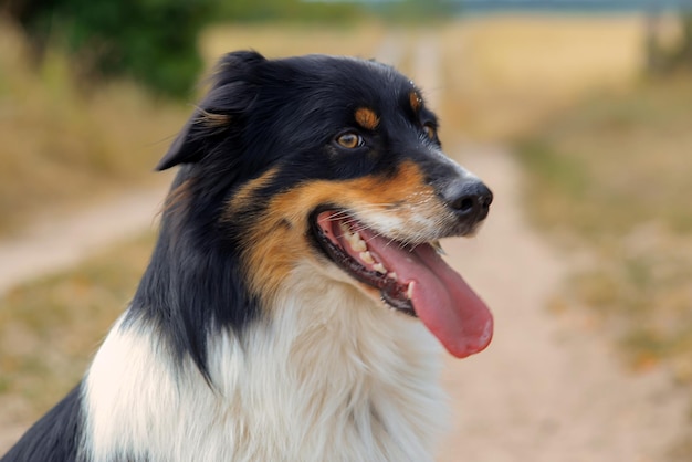 close-up portret van een mooie hond in de natuur