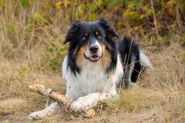 Foto close-up portret van een mooie zwarte hond in de natuur