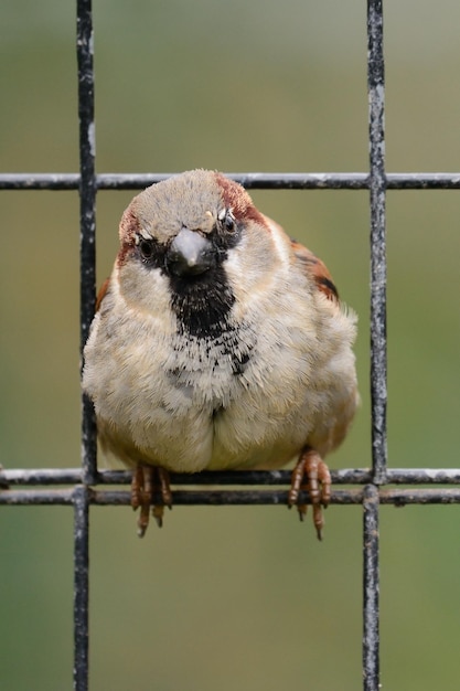 Foto close-up portret van een mus die op een hek zit