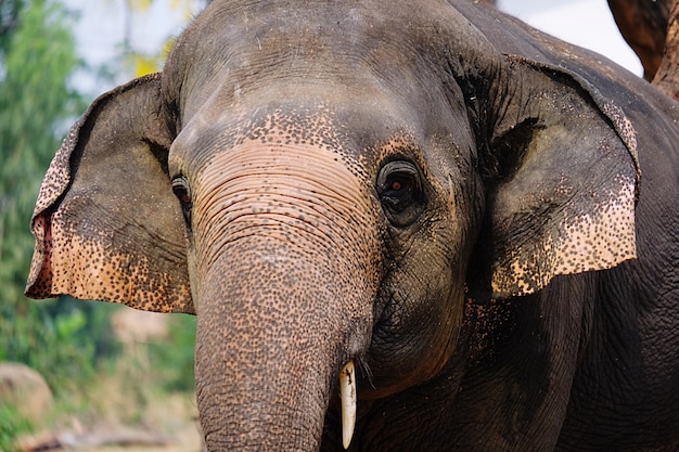 Close-up portret van een olifant