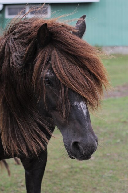 Foto close-up portret van een paard dat op het veld staat