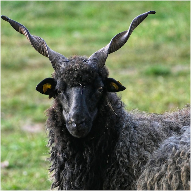 Close-up portret van een paard op een veld