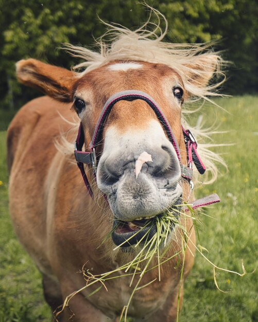 Foto close-up portret van een paard op het veld