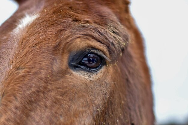 Close-up portret van een paard