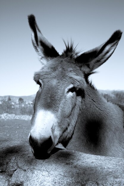 Foto close-up portret van een paard