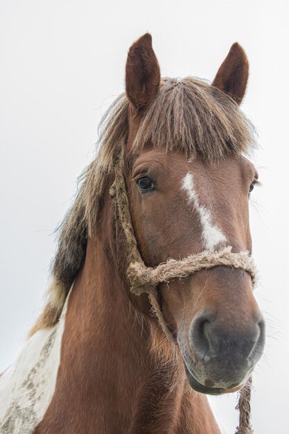 Foto close-up portret van een paard