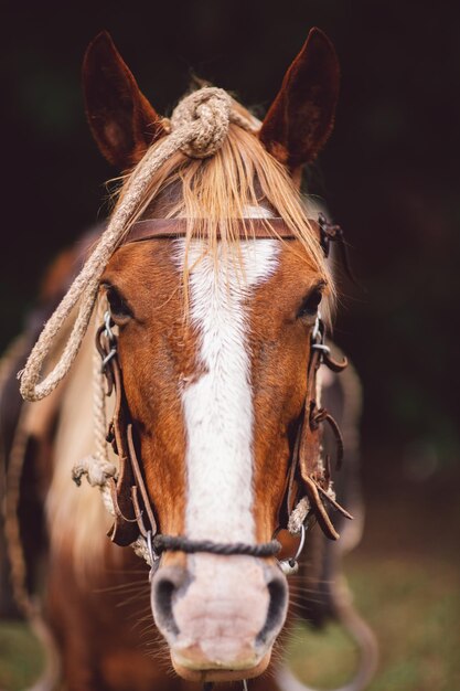 Close-up portret van een paard