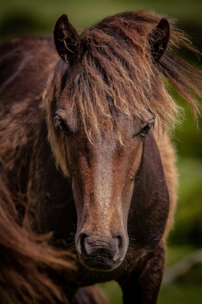 Close-up portret van een paard