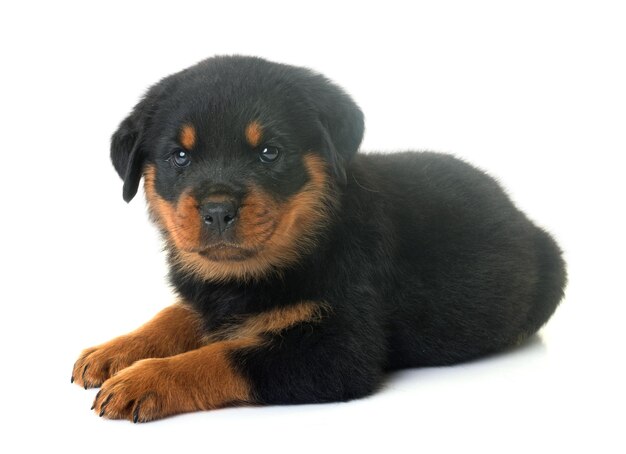 Close-up portret van een puppy die tegen een witte achtergrond zit