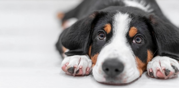 Close-up portret van een puppy Entlebucher sennenhund Ondiepe scherptediepte selectieve focus Vrije ruimte