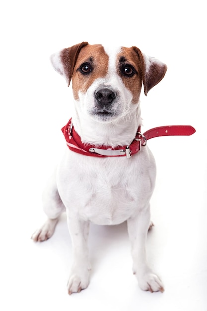Close-up portret van een puppy op een witte achtergrond