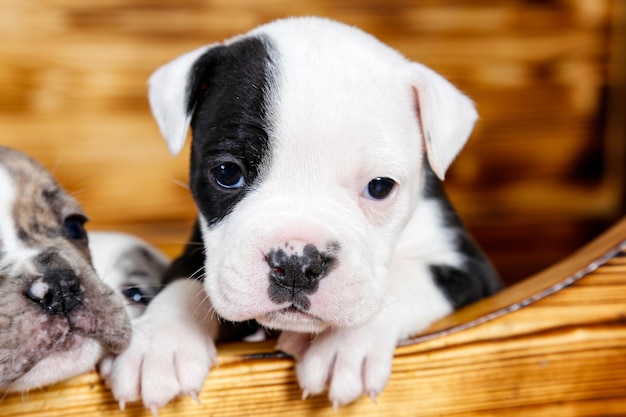 Close-up portret van een puppy