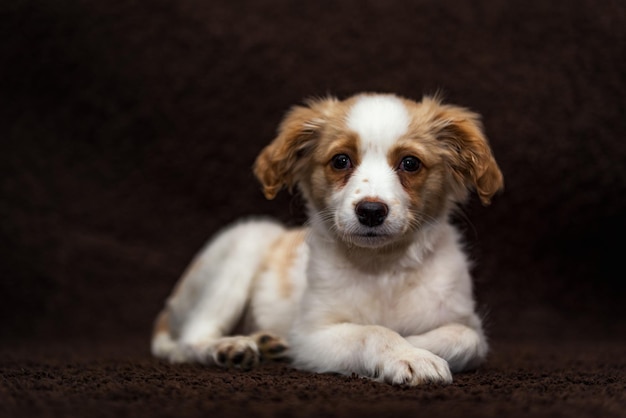 Close-up portret van een puppy