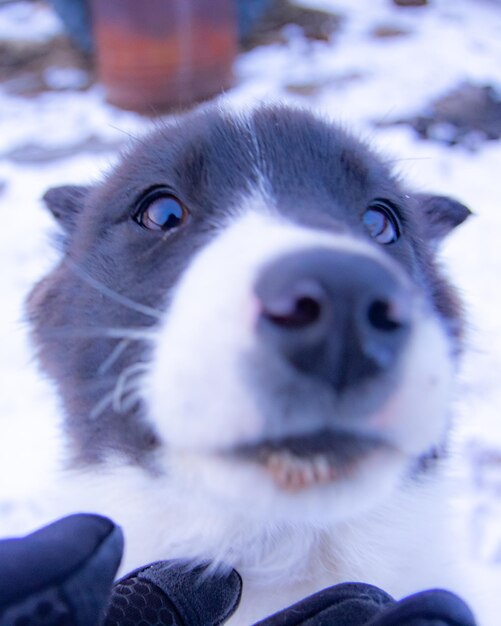 Foto close-up portret van een puppy