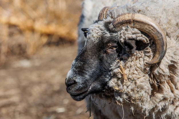 Close-up portret van een ram