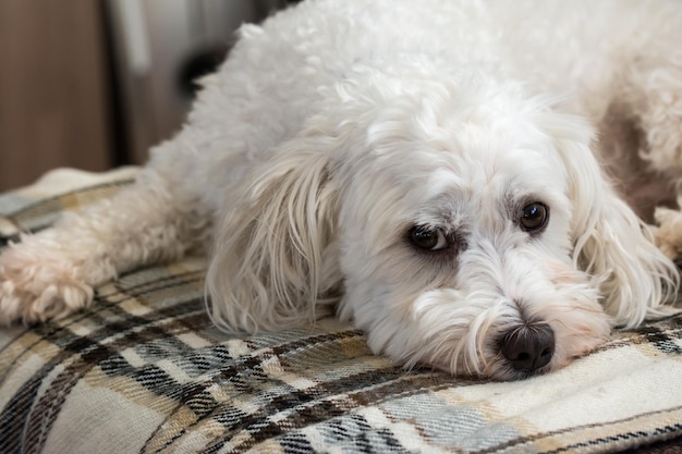 Close-up portret van een relaxende hond