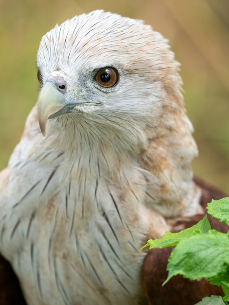 Close-up portret van een rode havik heeft een roodbruine kleur, behalve dat het hoofd en de borst wit zijn.