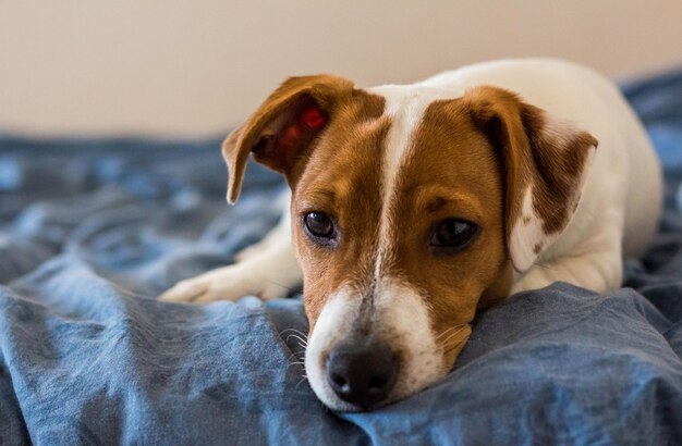 Foto close-up portret van een rustende hond