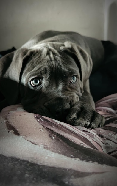 Foto close-up portret van een rustende hond