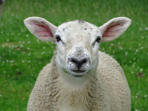 Foto close-up portret van een schaap op het veld