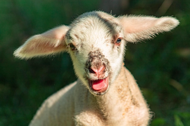 Foto close-up portret van een schaap