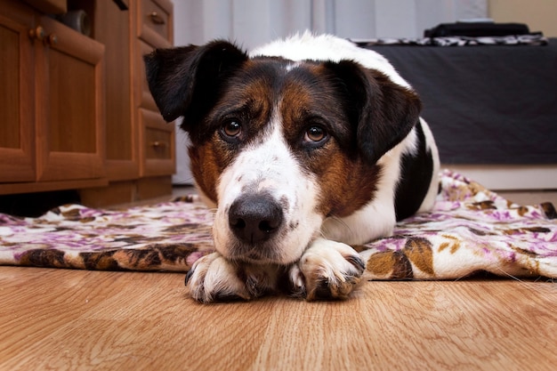 Close-up portret van een schattige driekleurige bastaardhond die op een houten vloer ligt en droevig naar de camera kijkt