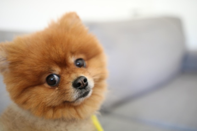 Close-up portret van een schattige pomeranian die op de bank zit