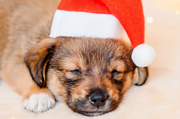 Close-up portret van een slapende puppy met een kerstmuts