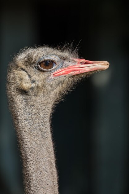Foto close-up portret van een struisvogel