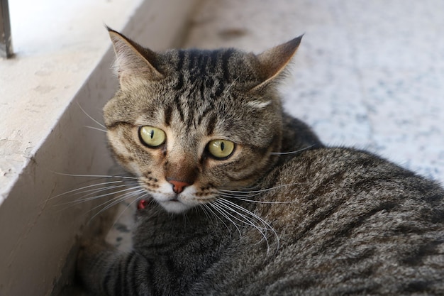 Close-up portret van een tabby kat die op het balkon zit