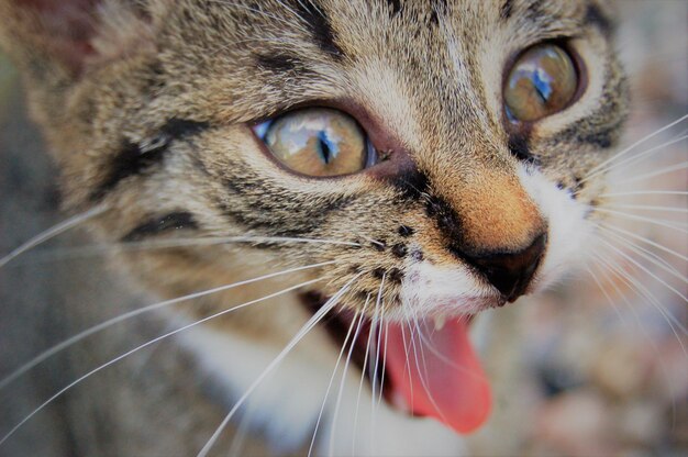 Foto close-up portret van een tabby kat die zijn tong uitsteekt