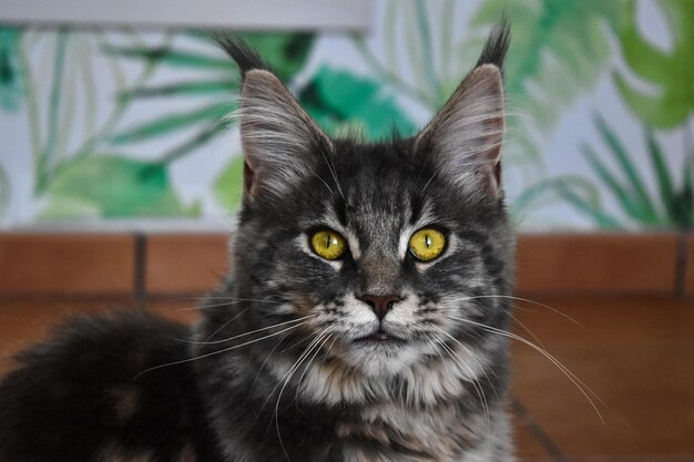 Foto close-up portret van een tabby kat thuis