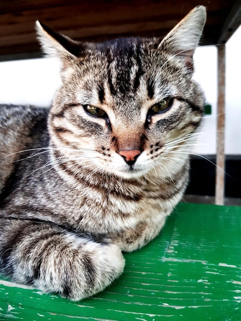 Foto close-up portret van een tabby kat