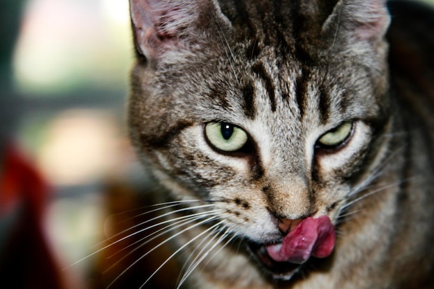 Foto close-up portret van een tabby kat