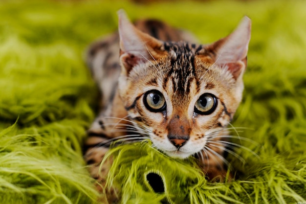 Close-up portret van een tabby kitten die op een groene deken ligt