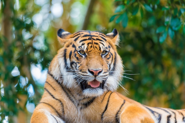 Close-up portret van een tijger tegen bomen