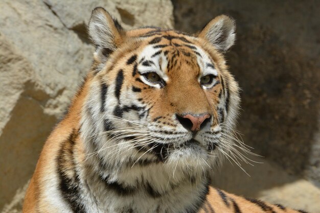 Foto close-up portret van een tijger