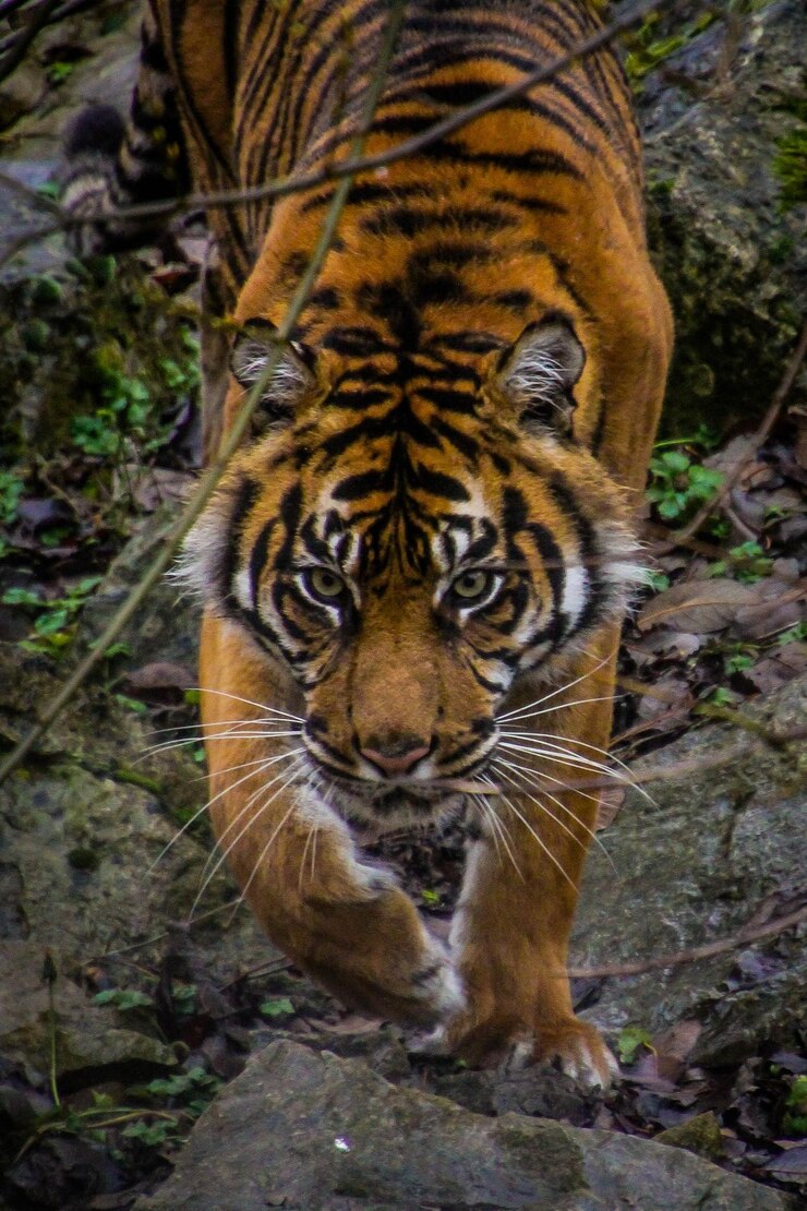 Foto close-up portret van een tijger