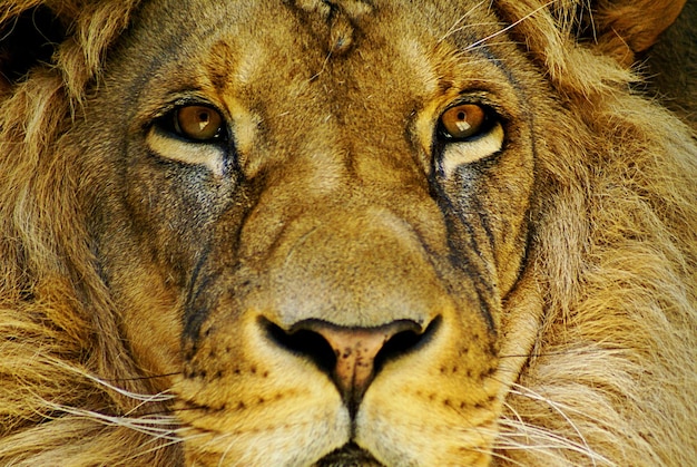 Close-up portret van een tijger