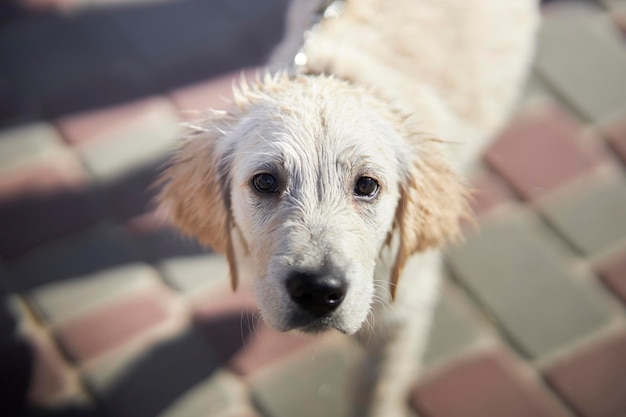 close-up portret van een trieste natte golden retriever puppy Golden Retriever hond is nat en kijkt droevige ogen