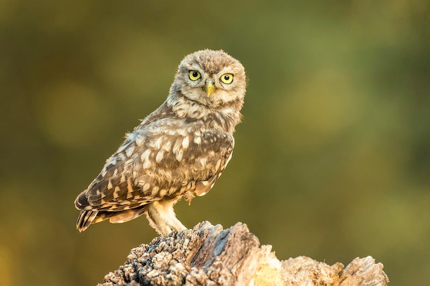 Close-up portret van een uil die op hout zit