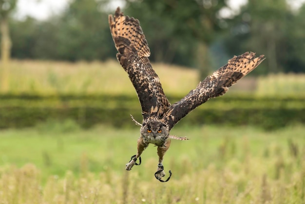 Foto close-up portret van een uil die over het gras vliegt