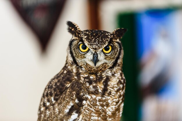 Foto close-up portret van een uil