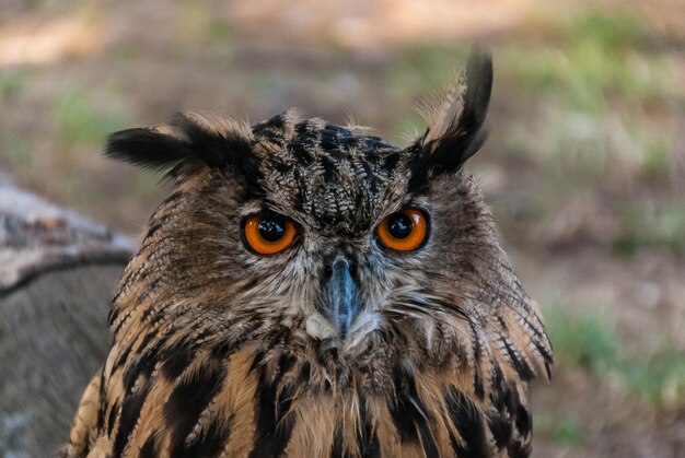 Foto close-up portret van een uil